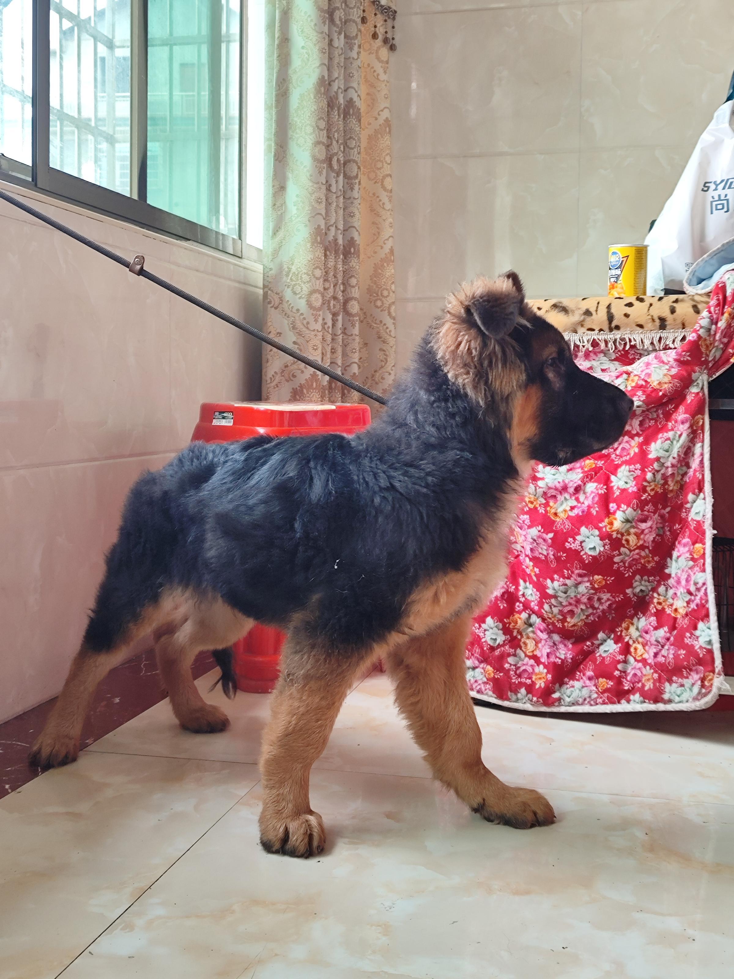 洋溪無奈德牧犬出售