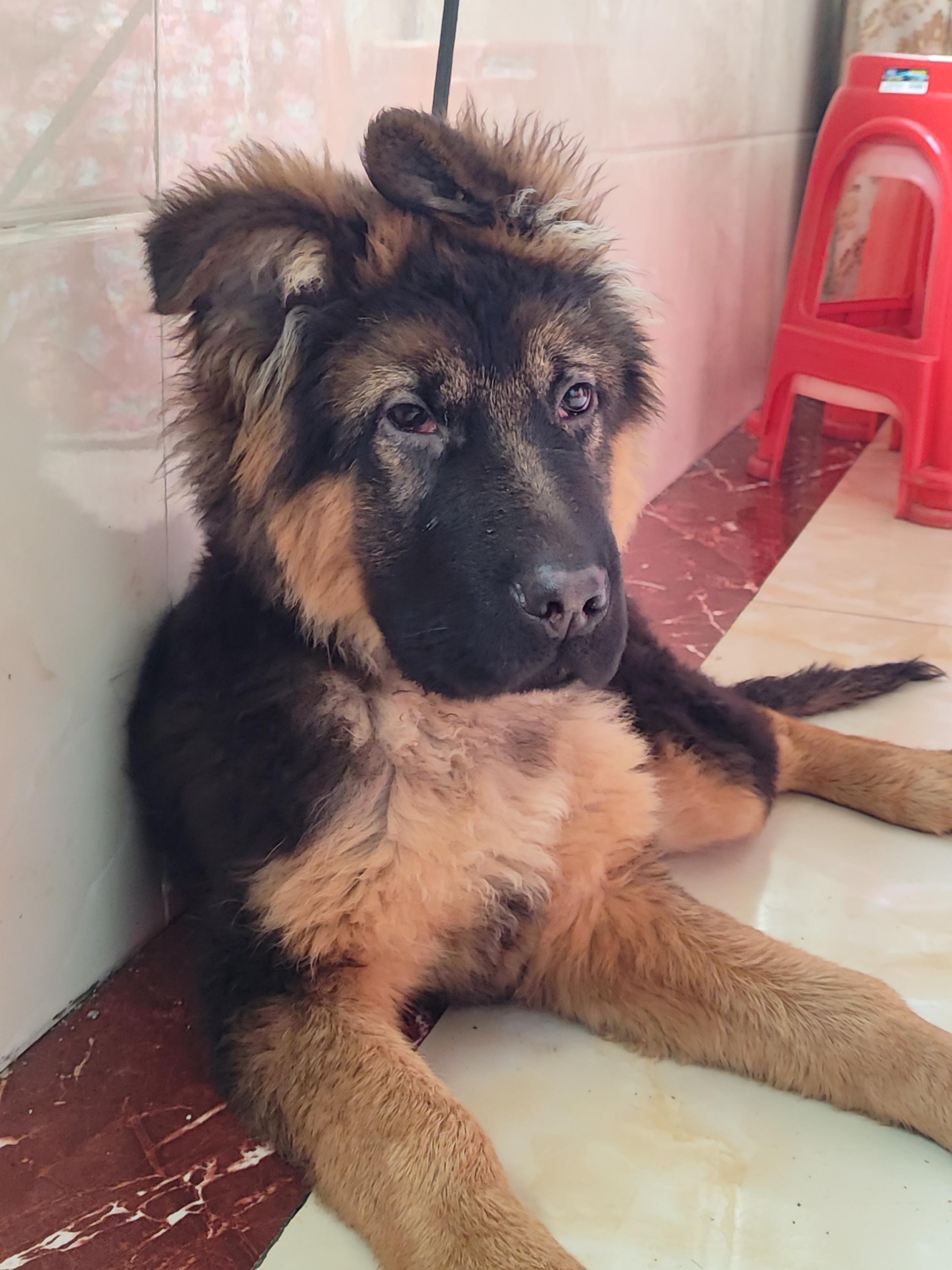 洋溪無奈德牧犬出售