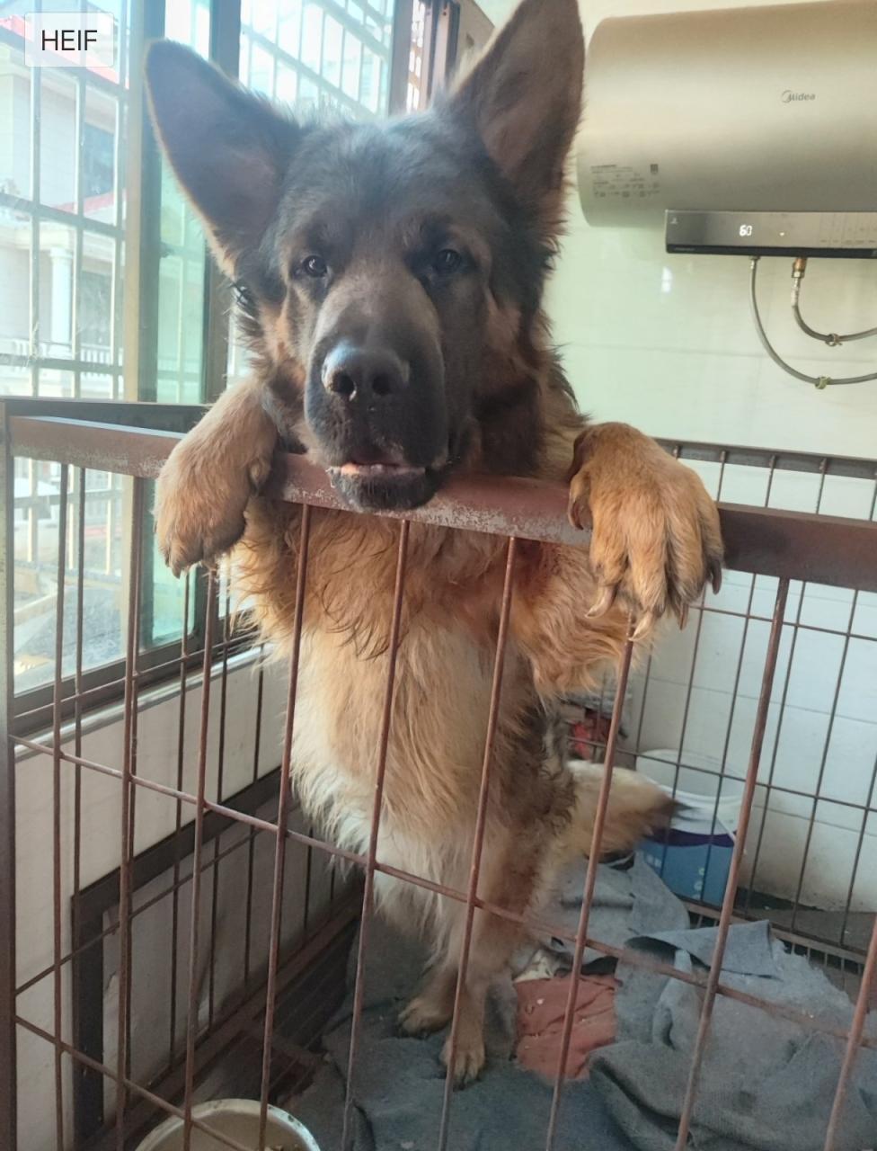 洋溪無奈德牧犬出售