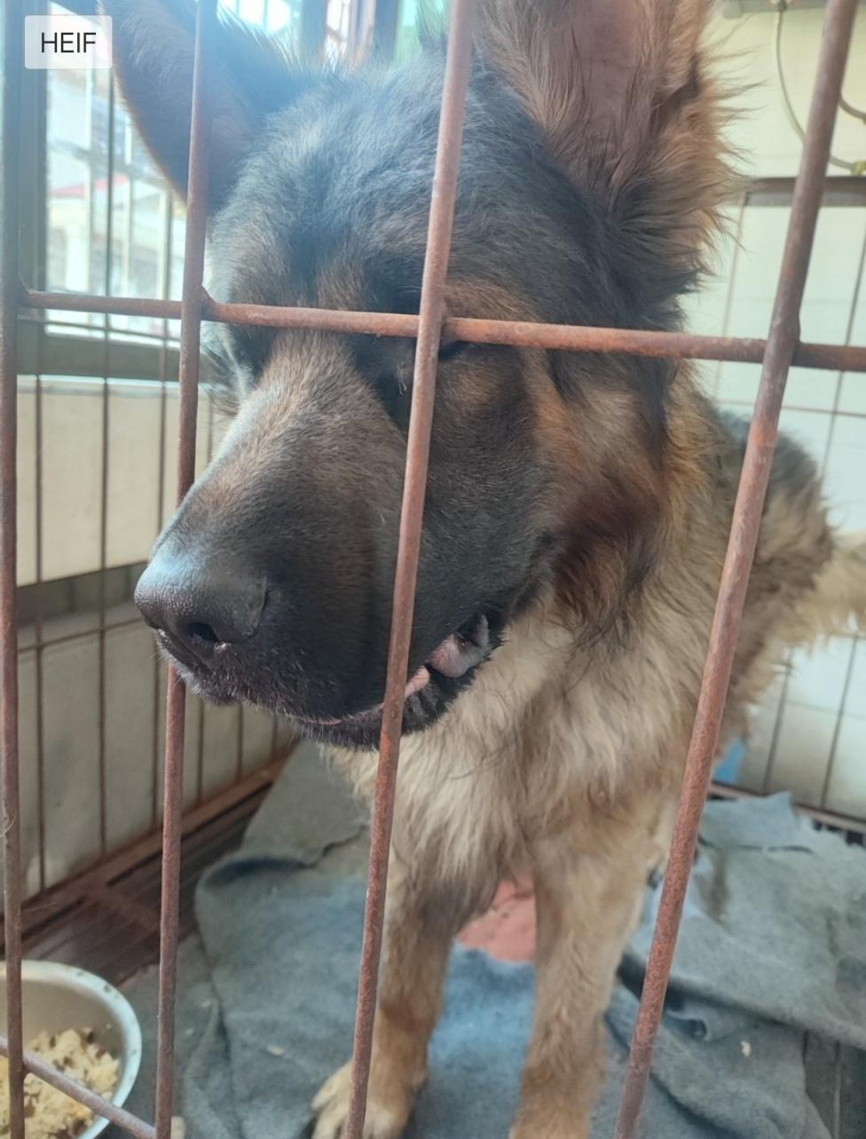 洋溪無奈德牧犬出售